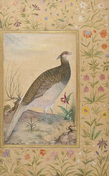 A Himalayan Cheer Pheasant, c. 1620, border c. 1635 (opaque w  /  c & gold on paper)