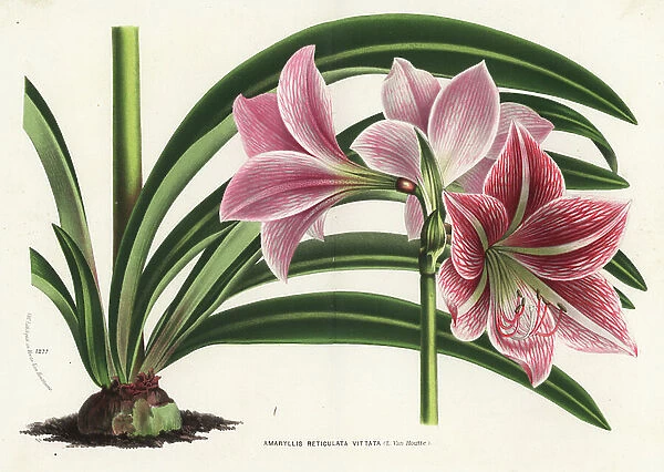 Hippeastrum reticulatum (Amaryllis reticulata vittata). Handcoloured lithograph from Louis van Houtte and Charles Lemaire's Flowers of the Gardens and Hothouses of Europe, Flore des Serres et des Jardins de l'Europe, Ghent, Belgium, 1870