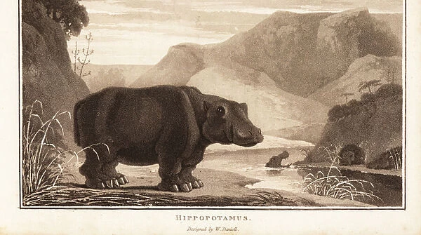 Hippopotamus, Hippopotamus amphibius, near a river in Africa. 1807 (aquatint)