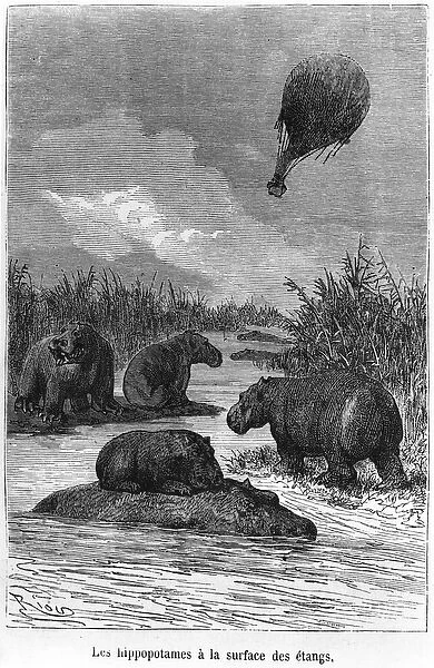 The Hippopotamus, illustration from Five Weeks in a Balloon