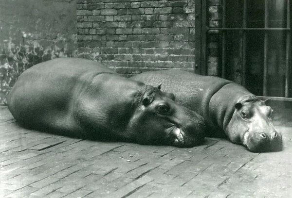 Hippopotamuses Bobbie and Joan lying down in their enclosure in