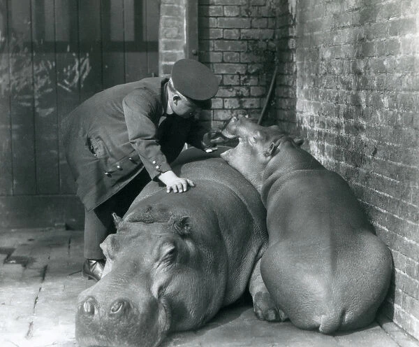 Hippopotamuses Joan and Jimmy at London Zoo in 1927 (b  /  w photo)