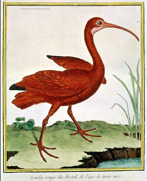 Histoire Naturelle des Oiseaux - Le Courly Rouge