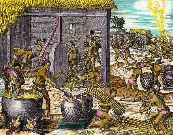 History of America: collecting sugar cane and making sugar