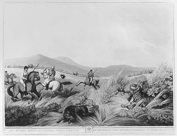 Hog Hunters Meeting, by Surprise, a Tigress and her Cubs, engraved by H. Merke (fl