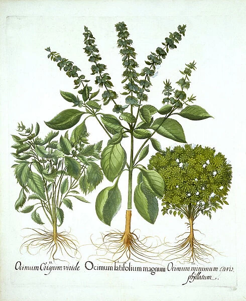 Holy Basil, and Two Further Varieties of Basil, from Hortus Eystettensis
