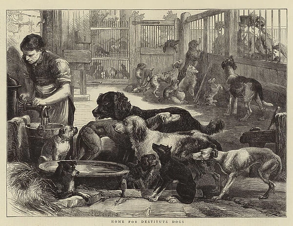 Home for Destitute Dogs (engraving)
