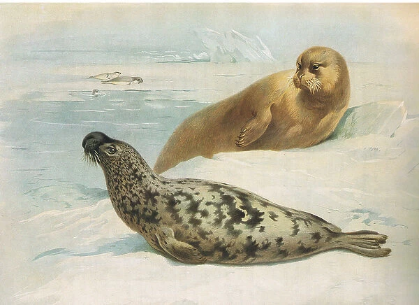 Hooded Seal and Bearded Seal, from Thorburns Mammals published by Longmans and Co, c
