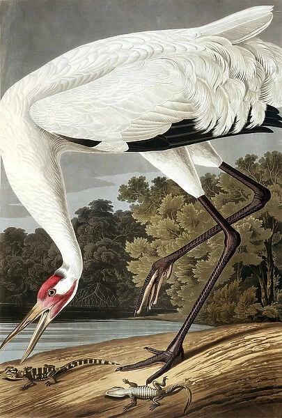 Hooping Crane, Grus Americana, from 'The Birds of America'by John J