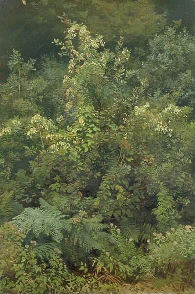 Hops and Ferns in Woodland, 1870 (oil on paper laid down on paperboard)