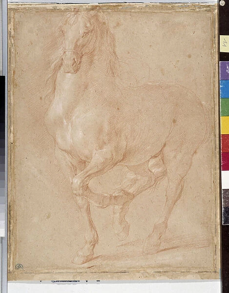 Horse study (sanguine)