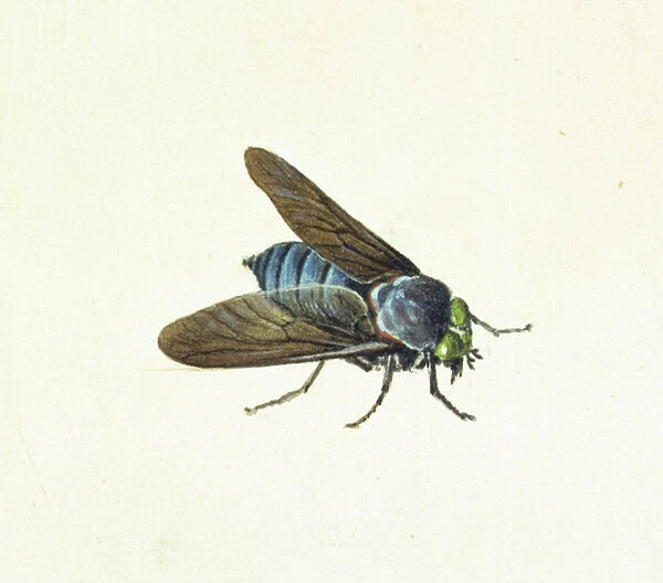 The Horsefly, 18th century (w  /  c on paper)