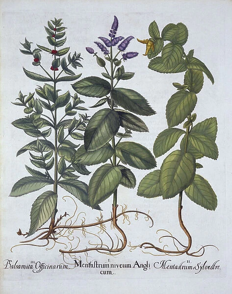 Horsemint and Spearmint, from Hortus Eystettensis, by Basil Besler (1561-1629)