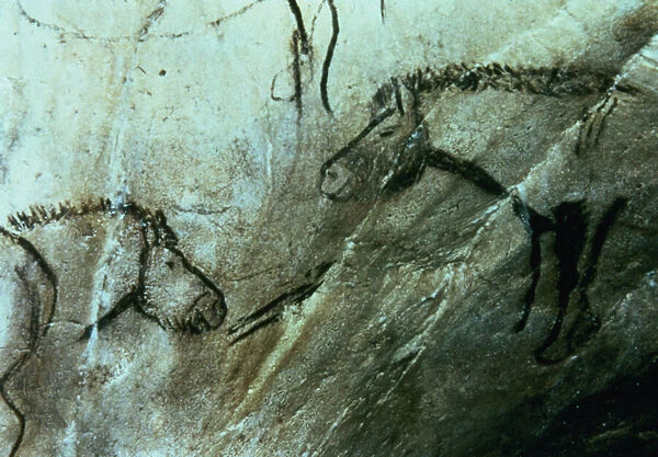 Horses, rock paintings in the Black Room, Magdalenian (cave painting)