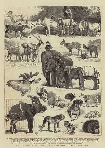 HRH the Prince of Waless Collection of Indian Animals at the Zoological Gardens (engraving)