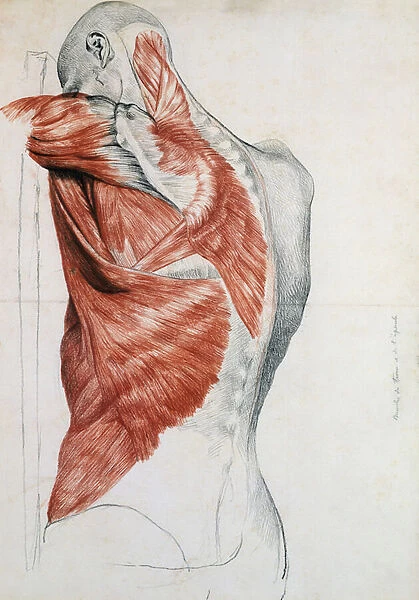 Human Anatomy;Muscles of the Torso and Shoulder (pencil & red chalk on paper)