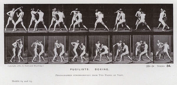 The Human Figure in Motion: Pugilists, Boxing (b  /  w photo)