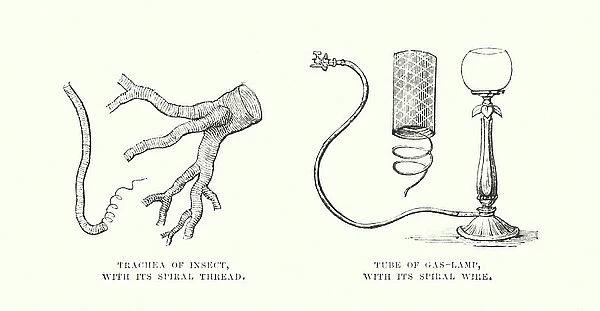 Human invention anticipated: Spiral and ringed tissues (engraving)