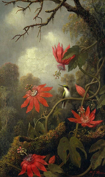 Hummingbird and Passionflowers, c. 1875-85 (oil on canvas)
