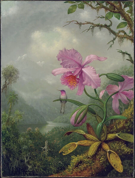 Hummingbird Perched on an Orchid Plant, 1901 (oil on canvas)