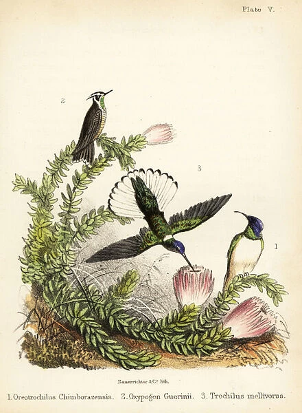 Hummingbird species. 1855 (lithograph)
