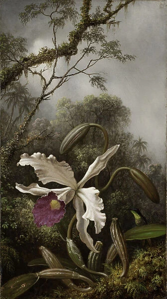 Hummingbird with White Orchid, 1875-1885 (oil on canvas)