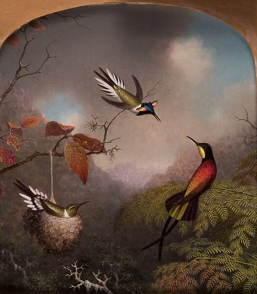 Hummingbirds: Two Sungems and a Crimson Topaz, 1866 (oil on canvas)
