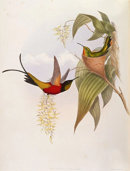 Hummingbirds (Topaza Pyra) from A Monograph of the Trochilid, 1861 ( colour litho)