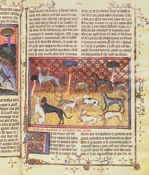 Hunting Dogs by Gaston III, Comte de Foix Phebus le Chasseur (1331-91)
