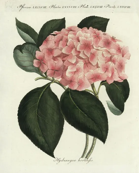 Framed Print : Hydrangea (large-leaved hydrangea), Hydrangea hydrangea. Handcoloured copperplate engraving from Friedrich Johann Bertuch's Bilderbuch fur Kinder (Picture Book for Children), Weimar, 1802