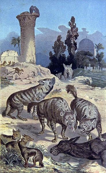 Hyenas, 1884 (illustration)