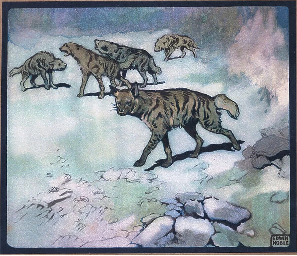 Hyenas, 1910 (colour litho)