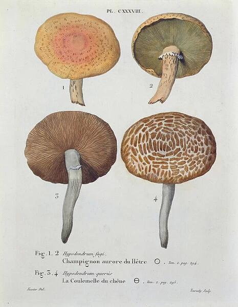Hypodendrums fagi and queris, plate 138 from Iconographie des Champignons de J. J