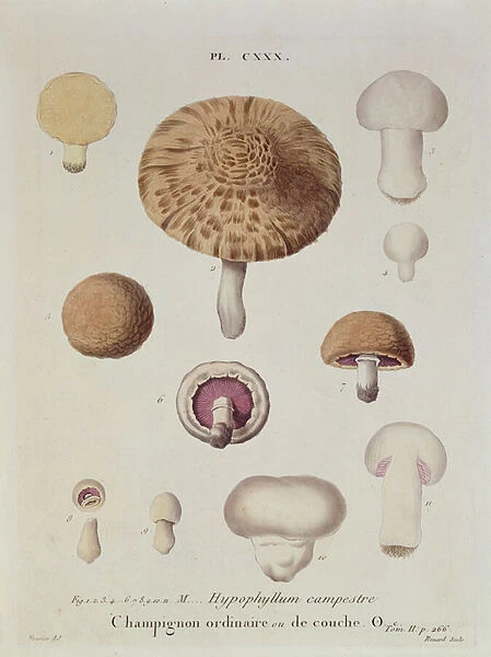 Hypophyllum campestre or the field mushroom, plate 130 from