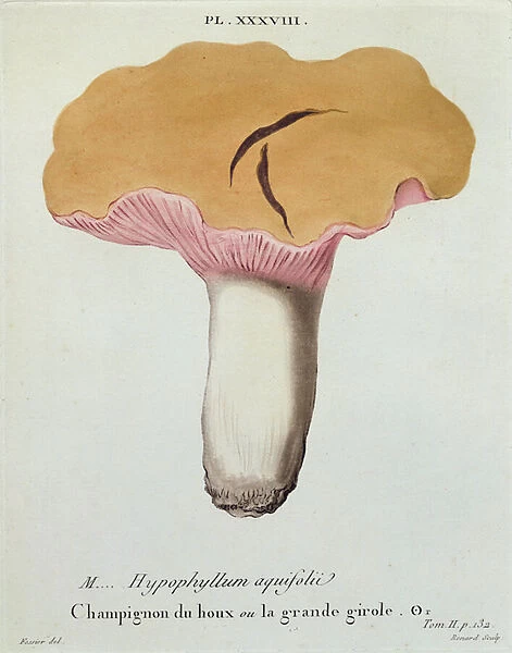 Hyprophyllum aquifolii, plate 38 from Iconographie des Champignons de J. J