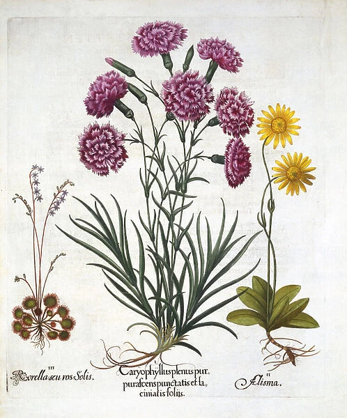 i. Carnation, Dianthius, ii. Arnica & iii. Round Leaved Sundew from