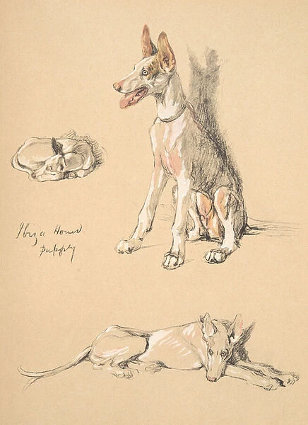 Ibiza Hound Puppy, 1930, Illustrations from his Sketch Book used for