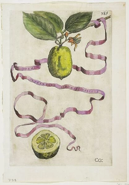 Idem Aurantium Limonis Effigle, from Hesperides, 1646 (coloured engraving)