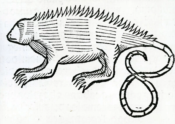Iguana from la Historia general de las Indias 1547 (woodcut)