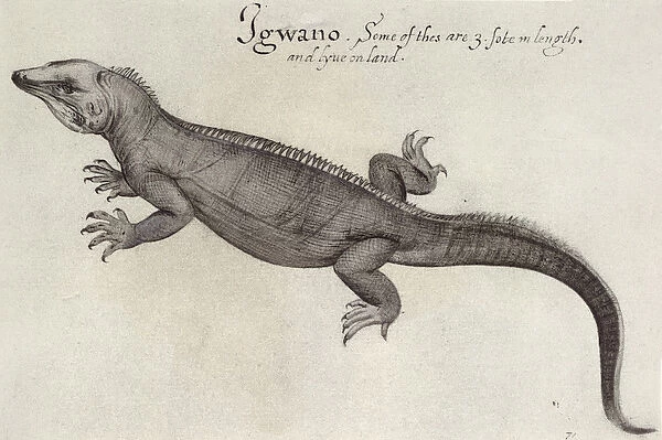 Iguana (litho) (b  /  w photo)