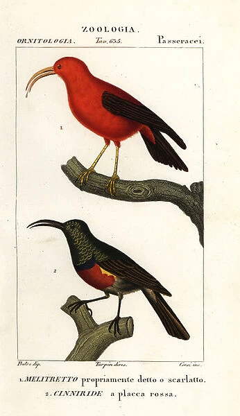 Iiwi and greater double-collared sunbird