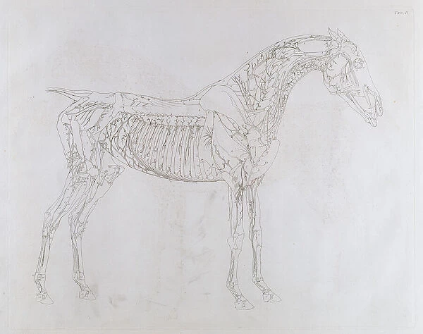 Illustration from The Anatomy of the Horse, including a particular description of the bones