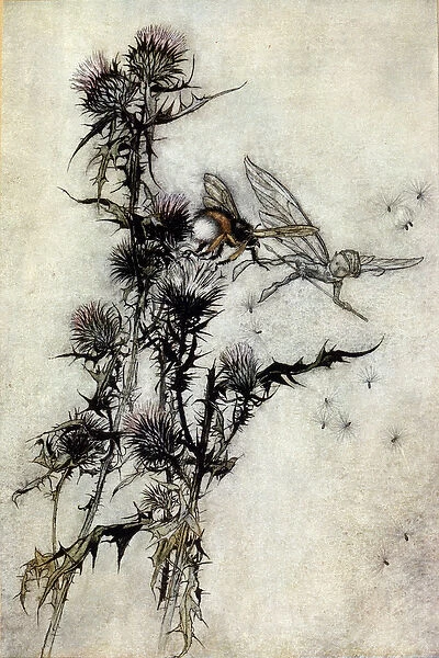 Illustration by Arthur RACKHAM (1867-1939) for The Dream of a Summer Night by William