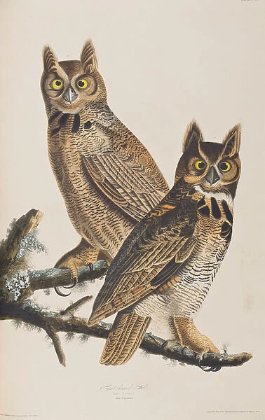Illustration from Birds of America, 1827-38 (hand-coloured engraving & aquatint
