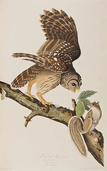 Illustration from Birds of America by John James Audubon