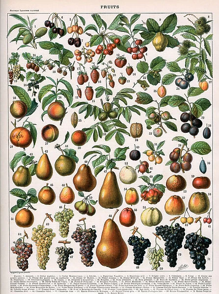 Illustration of Fruit Varieties, c. 1905-10 (colour litho)