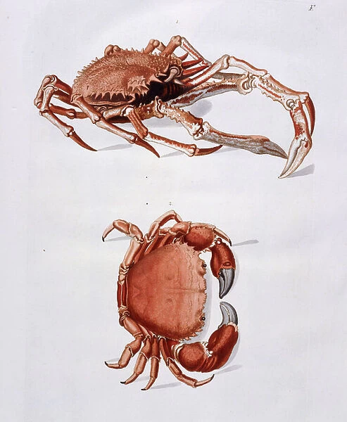 Illustration of Lobster and Crab, (hand-coloured engraved plate)