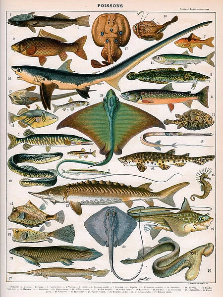 Illustration of Ocean Fish, c. 1905-10 (colour litho)