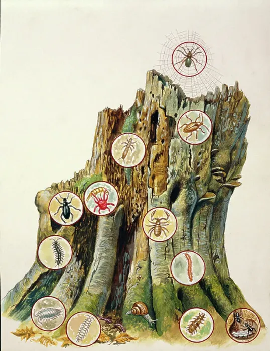 Framed Print : Illustration representing ecosystem comprising tree trunk, Spider Ectobius lividus, Dipluran Acarine, Burying Beetle, Pseudoscorpion, Centipede, Myriapod, Common pill-bug, Symphylan, Common earthworm, Snail, Pauropod, Ants. Illustration