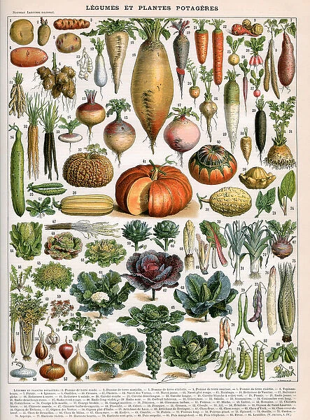 Illustration of Vegetable Varieties, c. 1905-10 (colour litho)